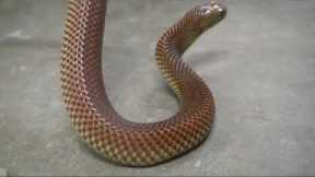 Episode 2002: Reptile Gardens Part 3. Filmed in 2005 first release on my YouTube Channel