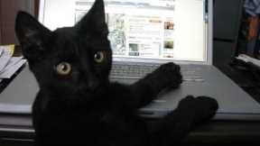 Super Funny Cutest Cats Video 😅 😁| Try Not To Laugh 100% | ‎@PetsSwag 