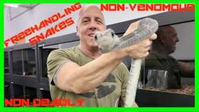 AVAILABLE HUNGRY? SNAKES | MALAYSIA FACILITY