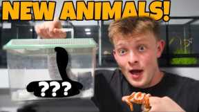 BUYING NEW EXOTIC ANIMALS!!