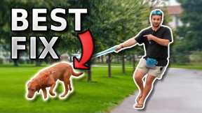 STOP Pulling: A Guide to Leash Training Your Dog