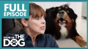 All Hell Breaks Lose when Dogs start BARKING😱 | Full Episode | It's Me or the Dog