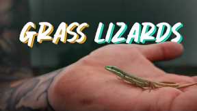 Adding New Lizards To The Greenhouse 🦎