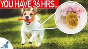 Complete Guide To Protecting Your Dog From Ticks