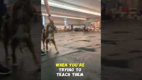 Consistency Is KEY When You're Training Your Dog