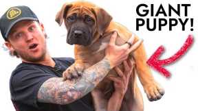 Training The Most Stubborn Puppy In The World...