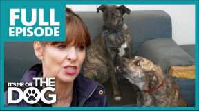 Aggressive Dogs Bark at Guests! | Full Episode | It's Me or the Dog