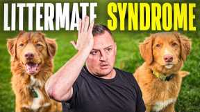 Why You NEVER! Buy 2 Puppies