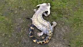40 Mysterious Animals That Have Rarely Been Seen Part 3
