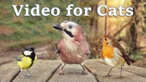 Videos for Cats to Watch - 8 Hour Birds Bonanza - Cat TV Bird Watch