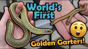 WE BRED A NEW MORPH OF GARTER SNAKE!!