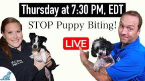 We Need To Talk About Your Puppy Biting/Leadership Problem
