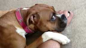 The Funniest Dog Videos Ever 😂 Funniest Animals 2024