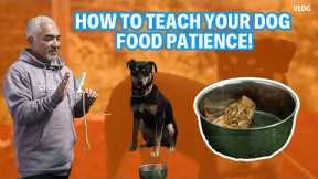 HOW TEACH TO YOUR DOG FOOD PATIENCE | RANCH VLOGS #4