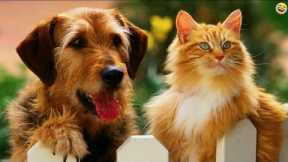 Funny ANIMALS videos😹 Funniest CATS🐈 and DOGS🐕 2024 Try not to laugh😂