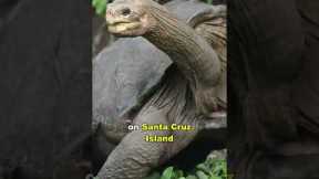 The Loneliest Animal In The World