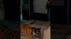 how to push Tiger in to the box #wildlife #india #animal #bigcats #lion #teaser #top10 #mallugram#to