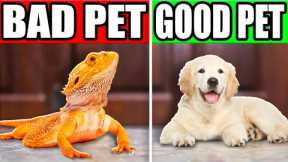 Is a Reptile a Good Pet?