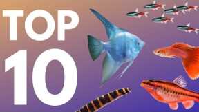 Top 10 Aquarium Fish for Beginners
