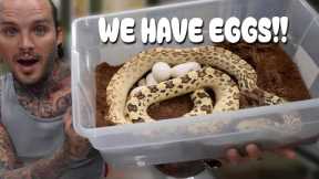 THE SNAKES ARE LAYING EGGS FINALLY!! 😱