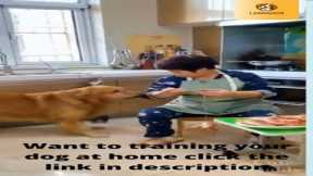 Funny Dog Videos  [How to Training a Puppy - Dog]