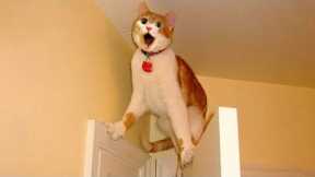 Can't Stop Laughing! Best Funny Cat Videos 2024