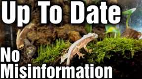 Crested Gecko Care Guide 2024