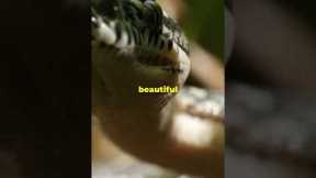 Unveiling the Serpent Whisperer's Secrets! Must Watch!