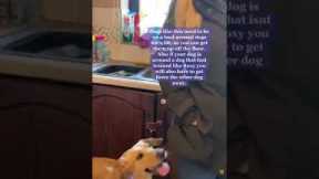 Dog Training Videos  - Dog or Puppy Training Tips and Tricks 2022