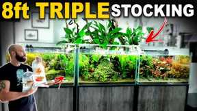 Finally Adding Fish TO ALL TANKS!! 8FT TRIPLE AQUARIUM COMPLETE