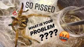 WATERING my TARANTULAS (Part 6) !!!