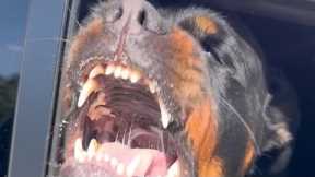 Teaching A Powerful Rottweiler Some Manners.