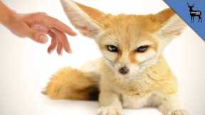 Top 3 Exotic Animals You Can Own As Pets