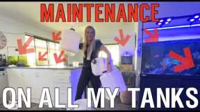 Cleaning and water changes on all my Fish Tanks and Ponds