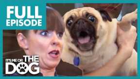 Aggressive Pug Attacks Dog Trainer! 😱 | Full Episode USA