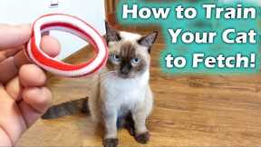 How to Teach your Cat to Catch, Cat Fetch (Cat Training)