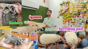 all exotic pets at Mr.petswala n one stop solution shop for pets lovers