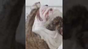 How to Teach your Dog to dance#dogs#Reaction#Viral#funny