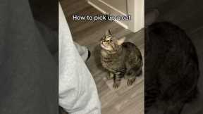 How to pick up a cat (the RIGHT way) #shorts