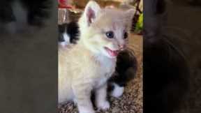Kitten meows. (Play this to make your cat go crazy)