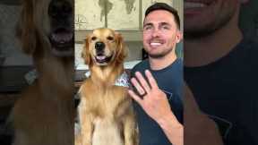 How I trained my dog to smile #tutorial #dog #goldenretriever