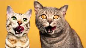 🤪Funny Dog And Cat Videos🙊😻 Best Funny Animal Videos 2024