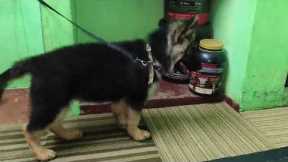 Funniest & Cutest German Shepherd Puppies | Funny Dog Videos 2024