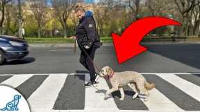 STOP Traditional Leash Walking And Try THIS Instead!