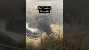 A life of confinement | #snake #wildlife