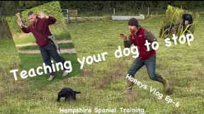 How to teach your dog a reliable stop command