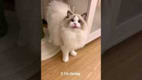 5 different cat noises and what they mean