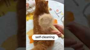 Effortless Pet Care: Your Guide to a Cat Grooming Brush!