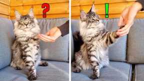 How to Teach Paw Tricks to a Cat!