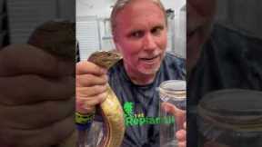 King Cobra Venom Milking! #shorts